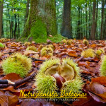 Castagne Bosco - Nutrizionista Bologna Serena Tassinari