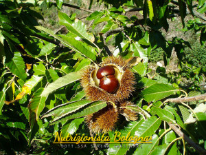 Castagno Castagne Bosco - Nutrizionista Bologna Serena Tassinari